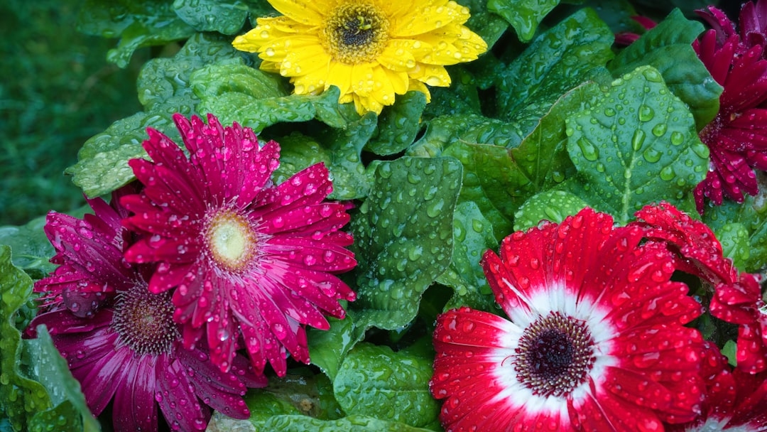 How to Keep Gerber Daisies from Drooping