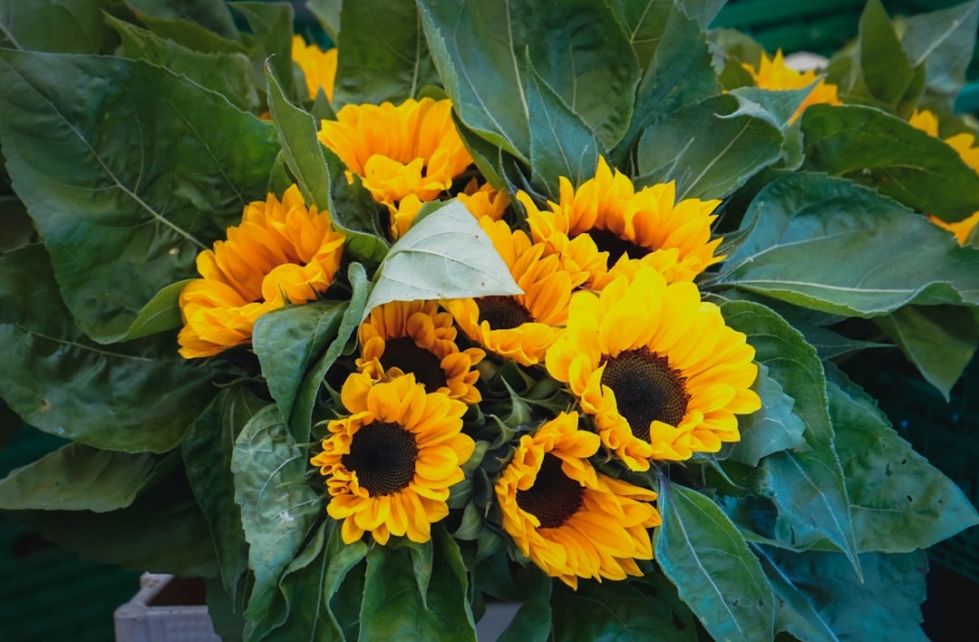 How Much Do a Dozen Sunflowers Cost?