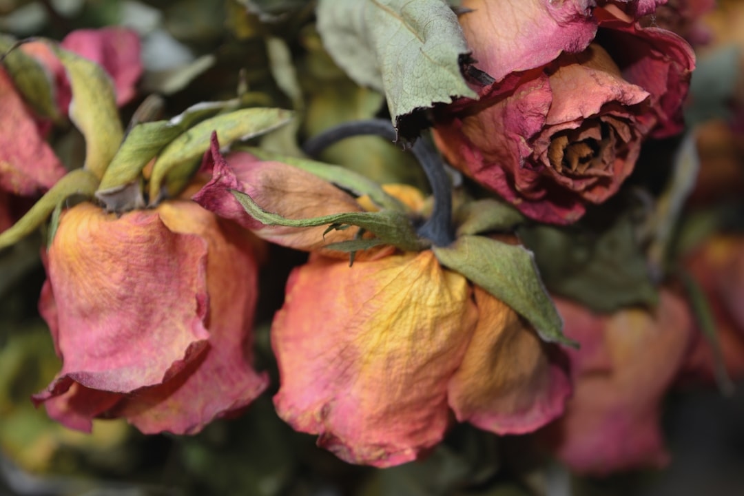 How to Dry Roses So They Keep Their Color