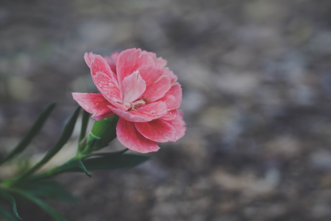 How Much Do Peonies Cost Per Stem? Real Prices, Seasonal Swings, and What You’re Actually Paying For