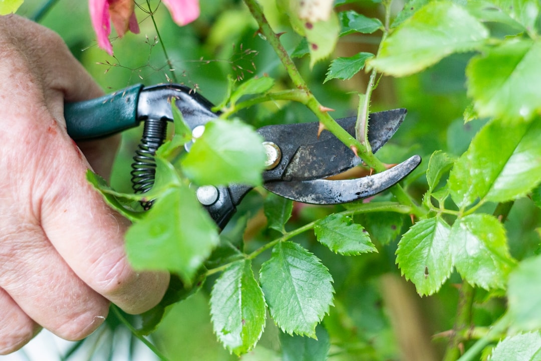 How to Remove Rose Thorns From Roses Safely and Effectively