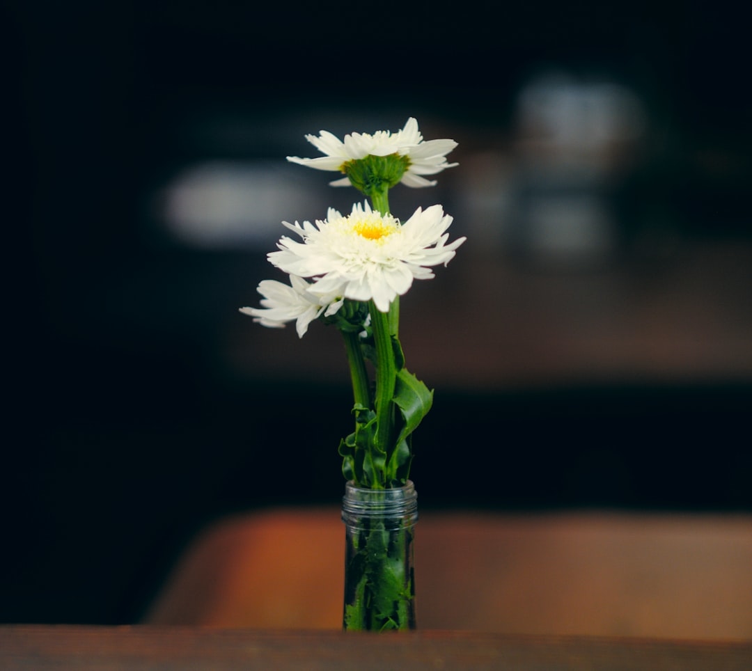How to Keep Daisies Fresh in a Vase: A Grower’s Guide to Longer-Lasting Blooms