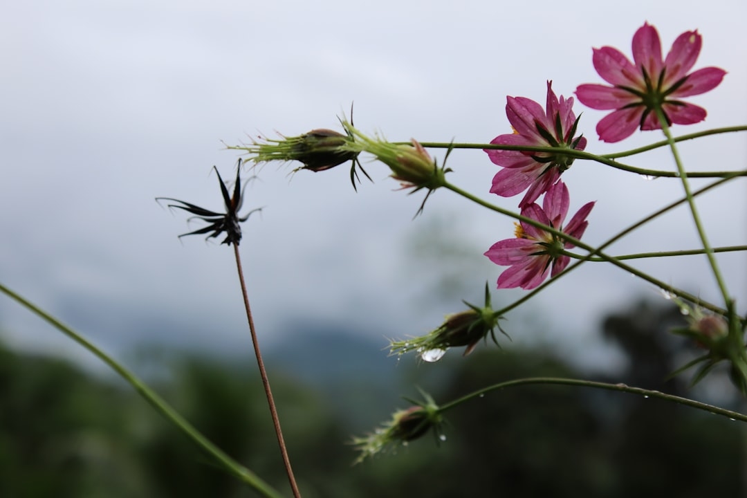 How to Get Rid of Gnats in Flower Water for Good