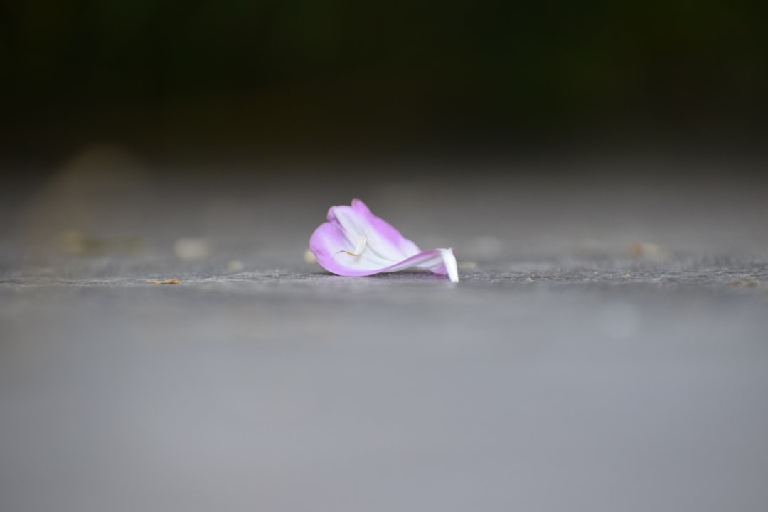 How to Keep a Bouquet Fresh While Traveling (Without Losing a Single Petal)