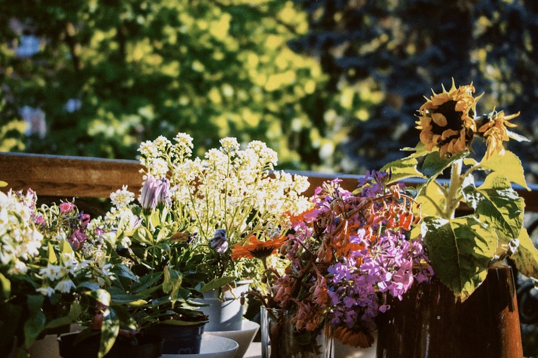 How to Keep Flowers Alive in Hot Weather: A Florist’s Complete Guide