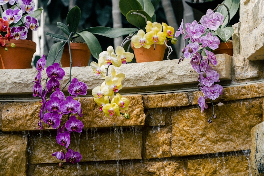 How to Keep Orchids Alive Indoors: A Grower’s Real-World Guide