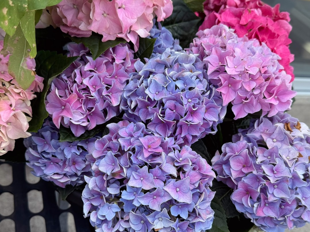 How Long Do Hydrangeas Last Once Cut?